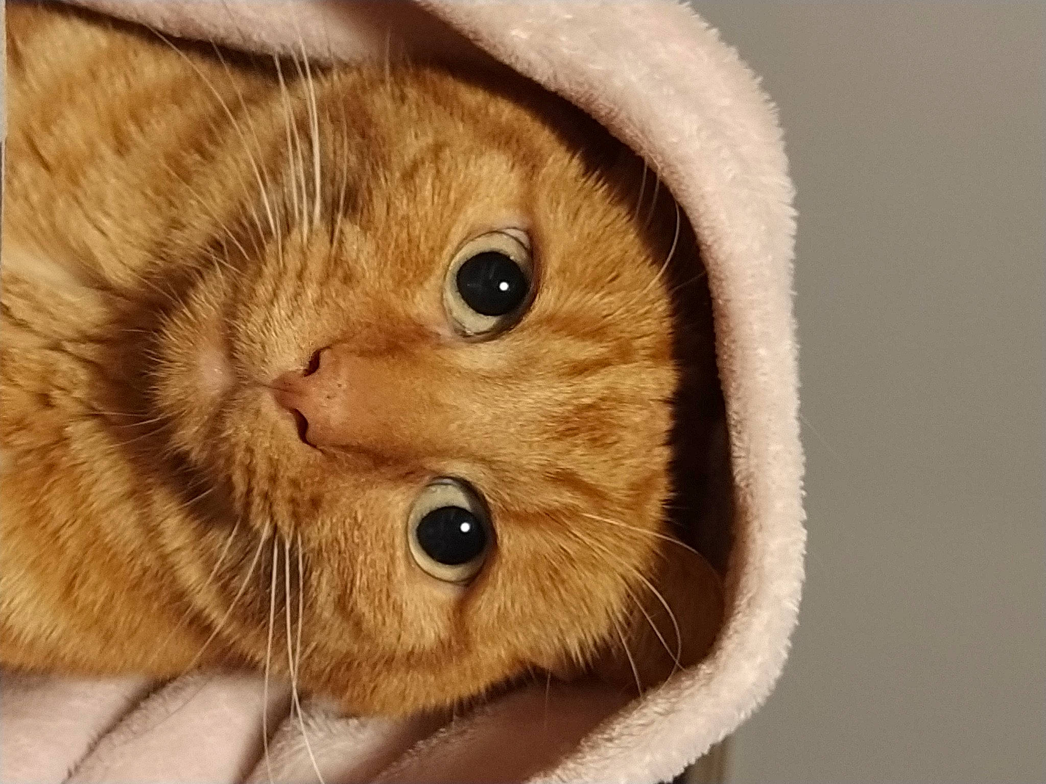 Houston participe au concours pour gagner de l'argent avec cette photo : american_shorthair, carnivore, cat, close_up, ear, european_shorthair, eye, fawn, felidae, fur, scottish_fold, skin, small_to_medium_sized_cats, snout, somali, tabby_cat, whiskers