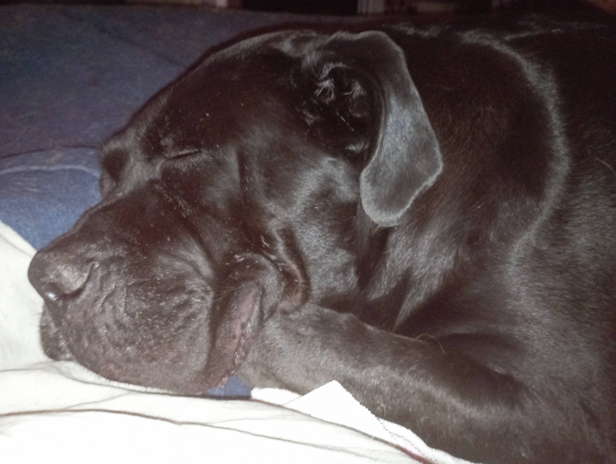 Gomorra a rejoint le concours — aidez-le/la à gagner de superbes lots ! borador, canidae, carnivore, comfort, companion_dog, dog, dog_breed, ear, fur, gesture, guard_dog, gun_dog, labrador_retriever, liver, pointing_breed, retriever, snout, sporting_group, whiskers, working_animal