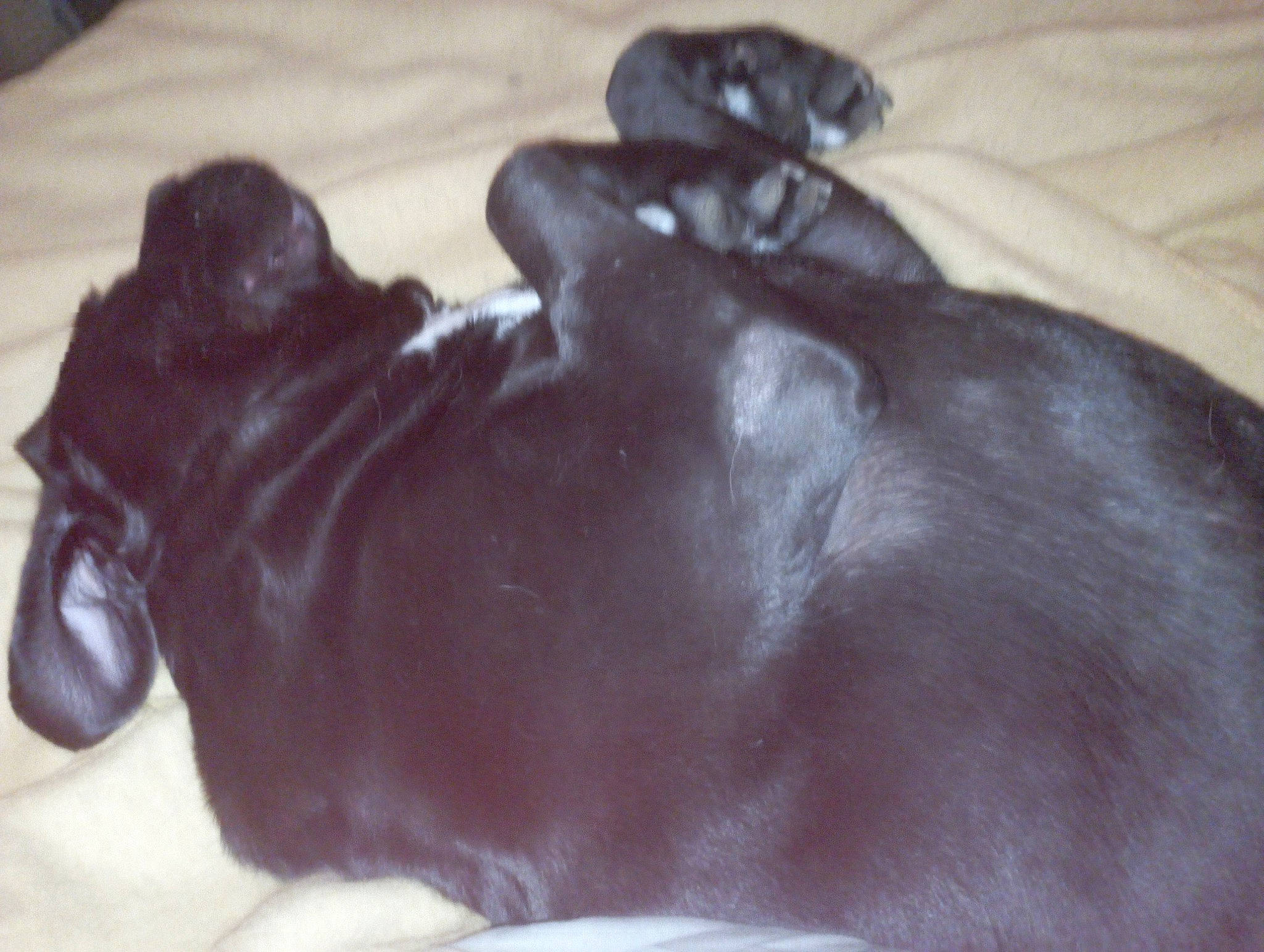 Gomorra participe au concours pour gagner de l'argent avec cette photo : black_cat, canidae, carnivore, comfort, companion_dog, dog, dog_breed, fawn, felidae, gesture, grey, hardwood, liver, paw, small_to_medium_sized_cats, snout, sporting_group, tail, whiskers, working_animal