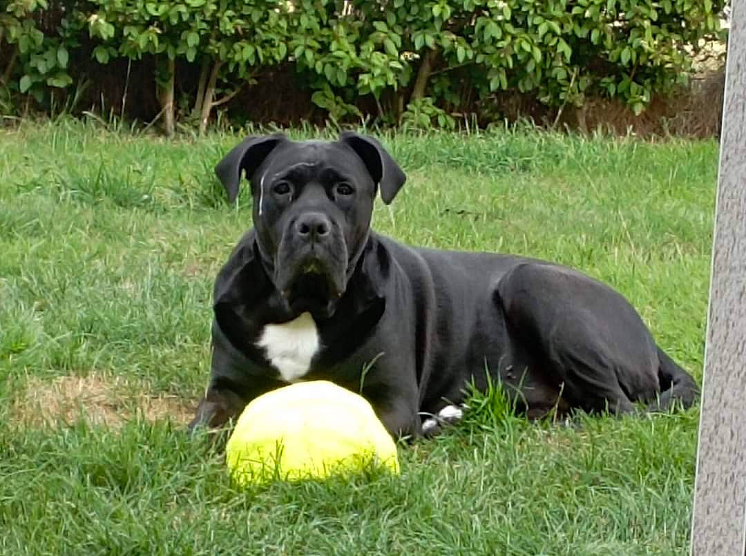 Gomorra participe au concours pour gagner de l'argent avec cette photo : ball, canidae, carnivore, companion_dog, dog, dog_breed, fawn, grass, grassland, groundcover, plant, snout, sporting_group, sports_toy, tail, tennis_ball, terrestrial_animal, tree, working_animal, working_dog
