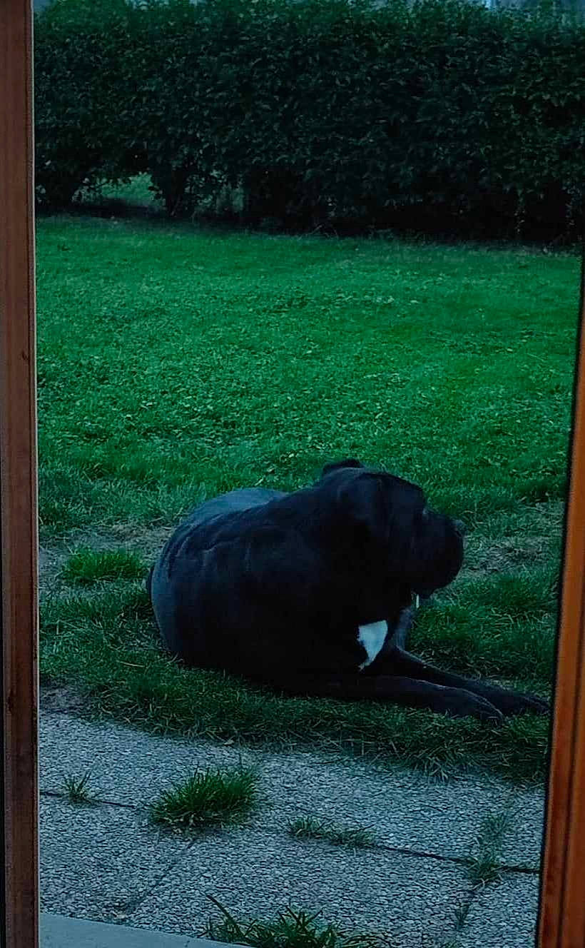 Gomorra a rejoint le concours — aidez-le/la à gagner de superbes lots ! automotive_wheel_system, carnivore, garden, grass, grassland, landscape, plant, rectangle, sporting_group, terrestrial_animal, tints_and_shades, tree, wildlife, wood, yard