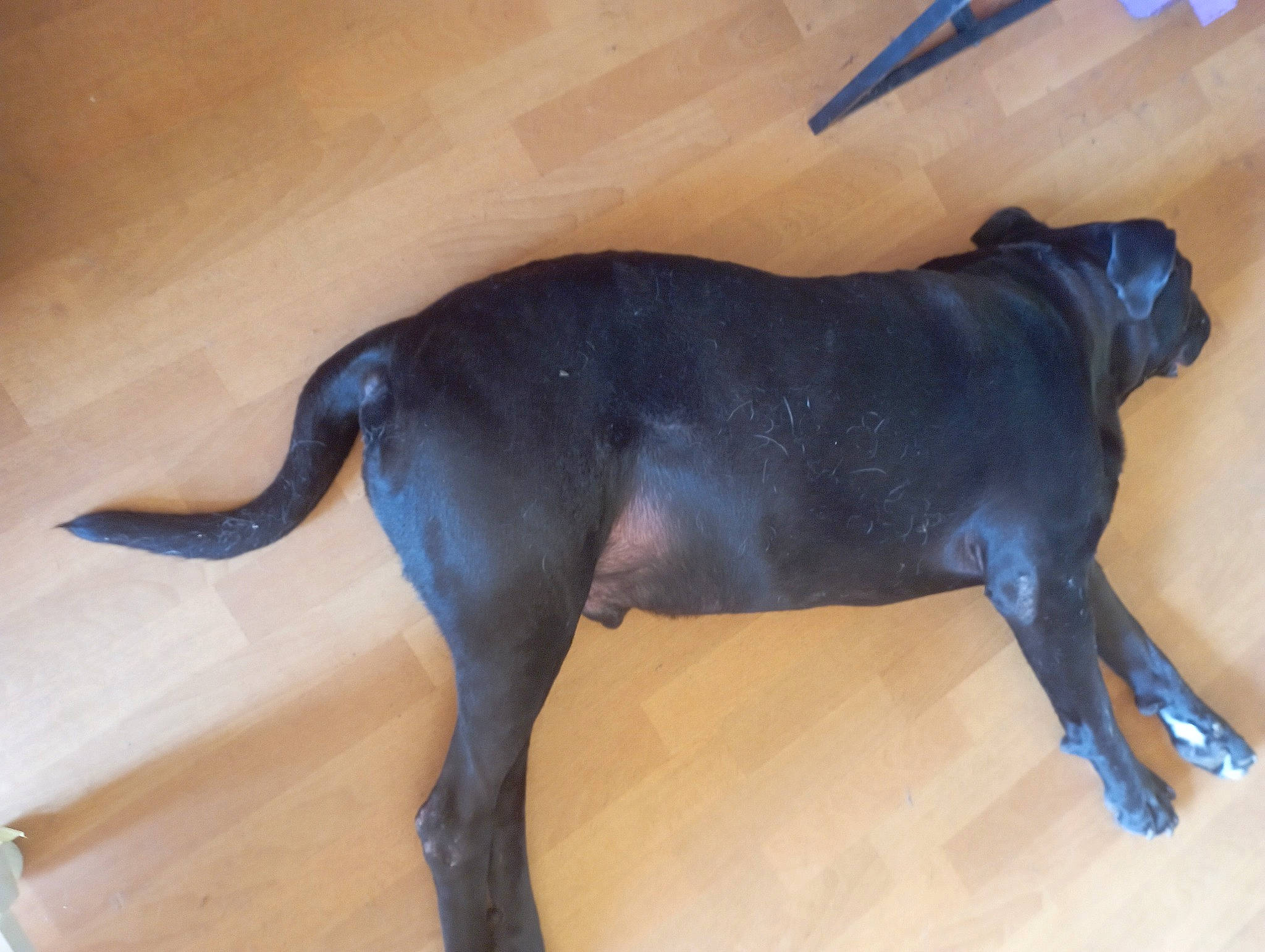 Gomorra participe au concours pour gagner de l'argent avec cette photo : borador, canidae, carnivore, companion_dog, dog, dog_breed, fawn, flooring, guard_dog, gun_dog, hardwood, liver, non_sporting_group, sculpture, snout, tail, terrestrial_animal, wood, working_animal, working_dog