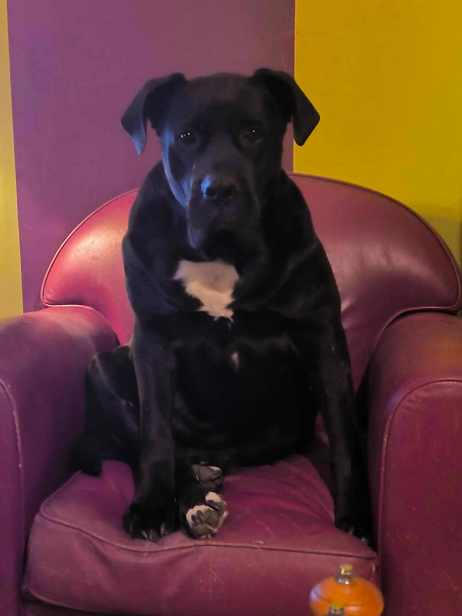 Gomorra a rejoint le concours — aidez-le/la à gagner de superbes lots ! borador, canidae, carnivore, club_chair, comfort, companion_dog, couch, dog, dog_breed, fawn, fur, guard_dog, purple, sitting, snout, sporting_group, terrestrial_animal, toy_dog, whiskers, working_animal