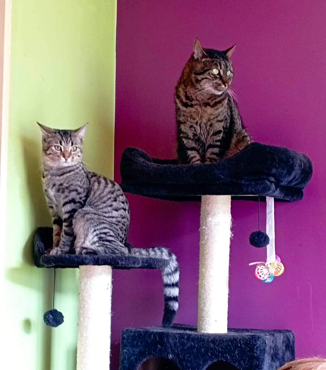 Kaya participe au concours pour gagner de l'argent avec cette photo : art, carnivore, cat, cat_supply, felidae, fixture, fur, grey, magenta, pet_supply, purple, rectangle, room, shelf, small_to_medium_sized_cats, tail, whiskers, window