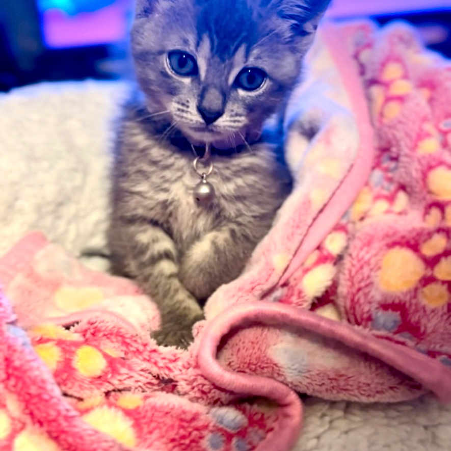 Stormy joined the competition — help win amazing prizes! animal, bed, bell, blanket, blurred_background, cat, collar, cozy, curious, cute, fur, gray_tabby, indoor, kitten, paw_prints, pet, pink, portrait, soft, young