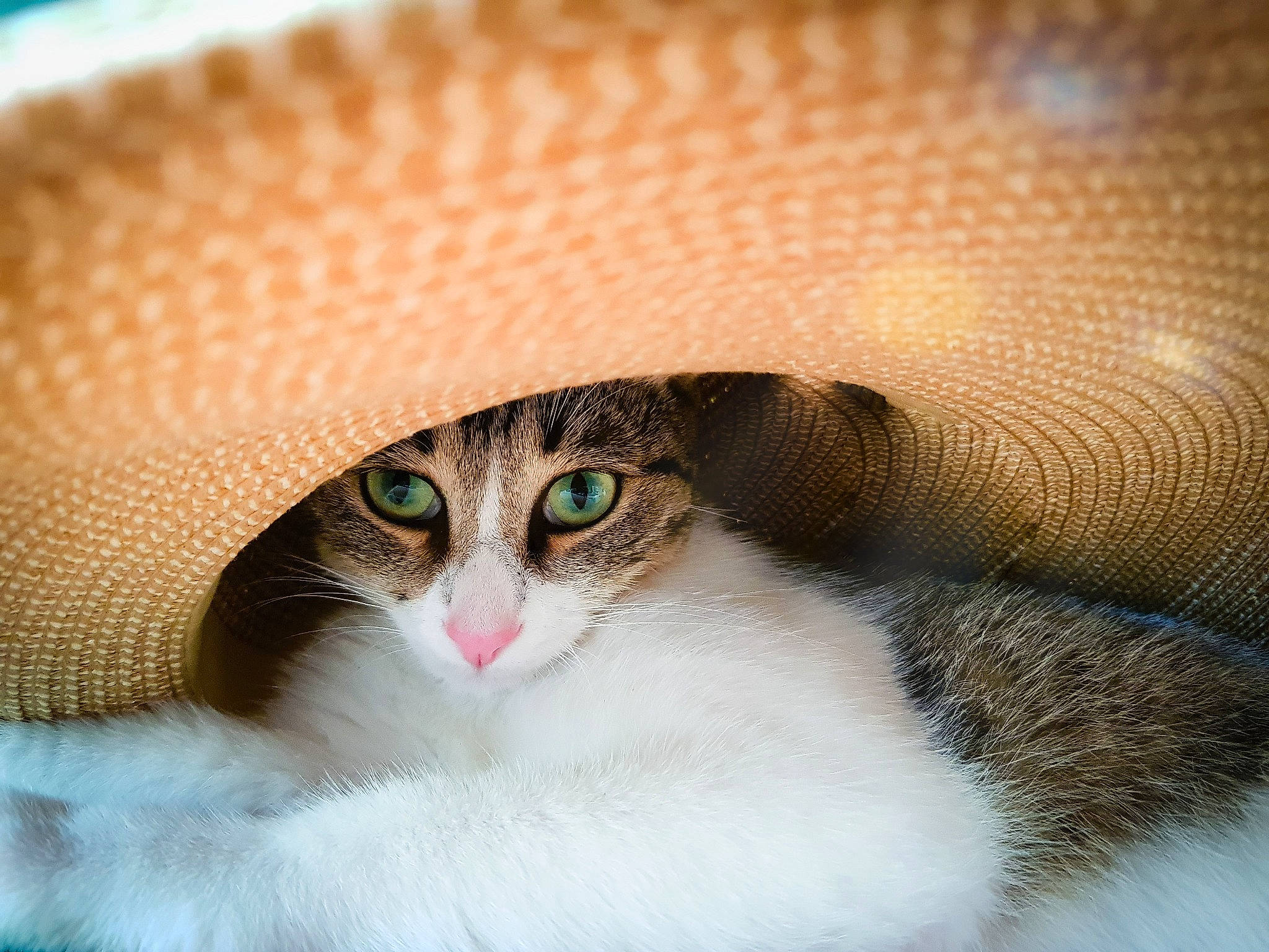 Diva participe au concours pour gagner de l'argent avec cette photo : carnivore, cat, close_up, comfort, domestic_short_haired_cat, eye, eyelash, fashion_accessory, fawn, felidae, fur, hat, head, human_body, macro_photography, small_to_medium_sized_cats, snout, textile, whiskers, wood