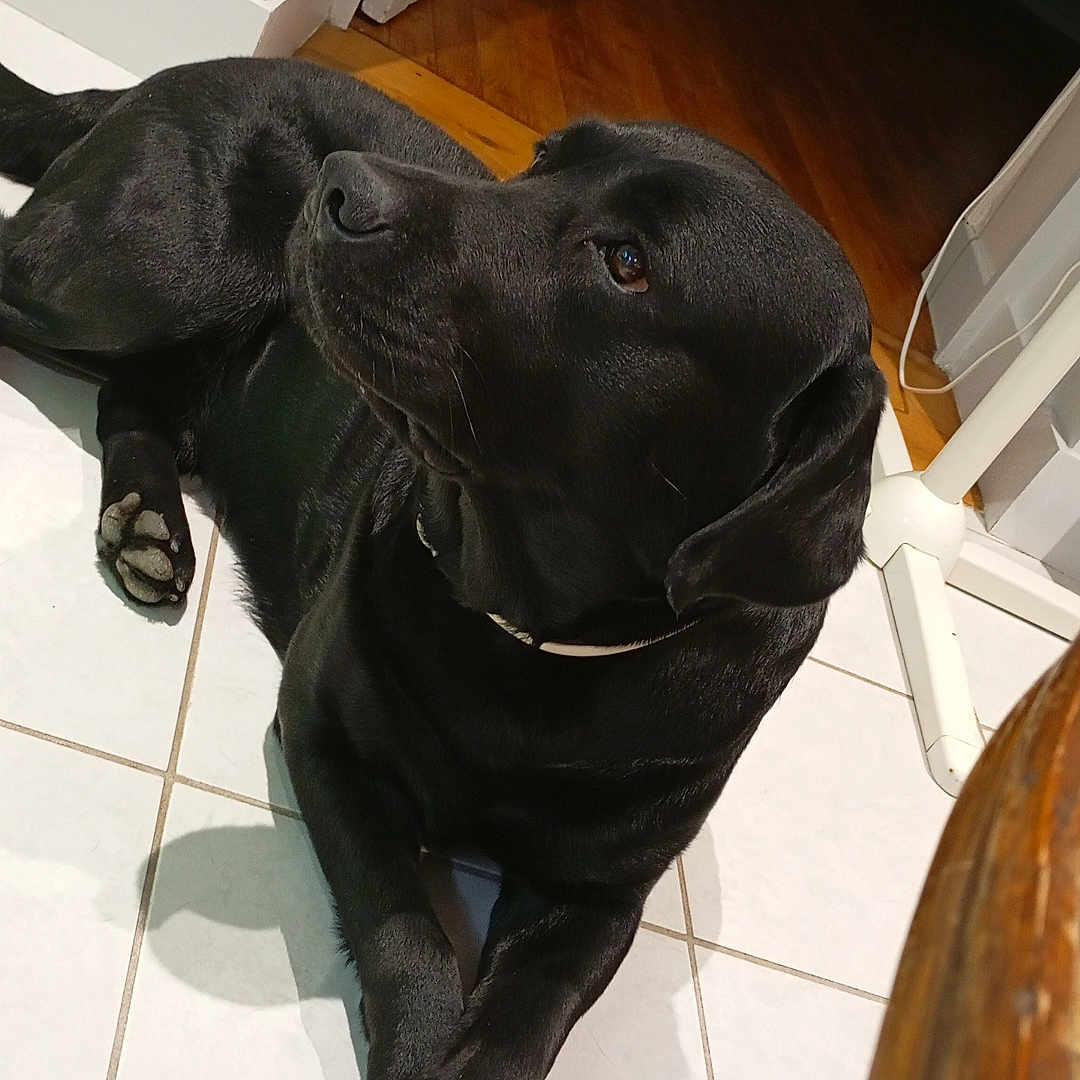 Pouff participe au concours pour gagner de l'argent avec cette photo : animal, black_dog, canine, collar, crossed_paws, dog, domestic, ears, floor, fur, house, indoor, lying_down, pet, relaxed, resting, shadow, snout, tile_floor, wood_floor