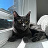 animal, blanket, cat, cozy, daylight, domestic_cat, feline, fur, gray_cat, home, indoor, paw, pet, quiet, relaxing, resting, sunlight, window, windowsill, yellow_eyes