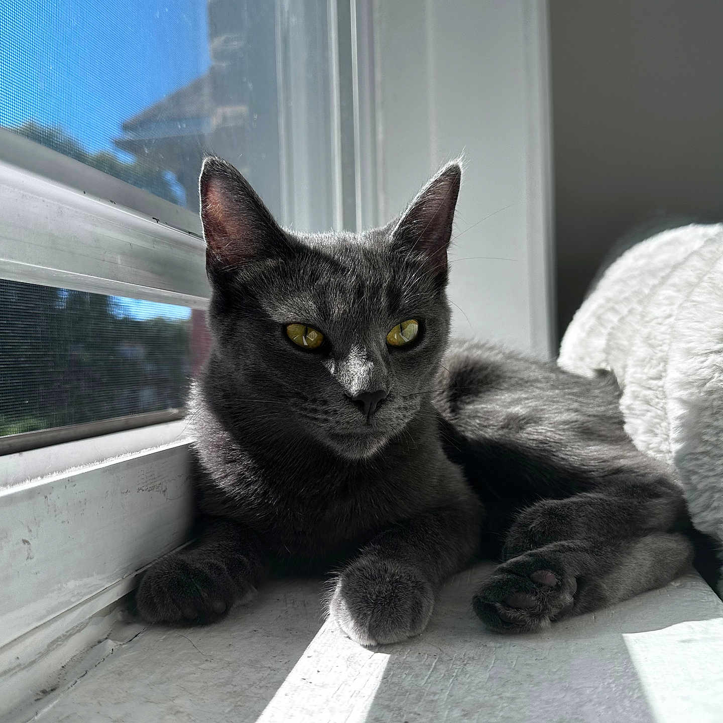 Alia is registered to the contest to win money with this photo: animal, blanket, cat, cozy, daylight, domestic_cat, feline, fur, gray_cat, home, indoor, paw, pet, quiet, relaxing, resting, sunlight, window, windowsill, yellow_eyes