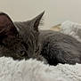 kitten, gray_cat, feline, pet, animal, fluffy_blanket, cozy, resting, indoors, soft_texture, curious_eyes, fur, small_cat, cute, domestic_cat, whiskers, relaxed, bedroom, comfort, nap_time