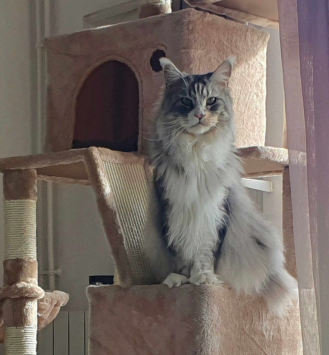 Aud