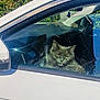 cat, gray_cat, car, white_car, window, sunlight, reflection, animal, pet, fur, serious_expression, outdoor, greenery, steering_wheel, vehicle_interior, daylight, transportation, automobile, domestic_cat, looking_out_window