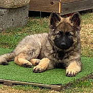 Bunker a rejoint le concours — aidez-le/la à gagner de superbes lots ! puppy, dog, grass, greenery, outdoor, backyard, pet, young_dog, fur, ears, face, lying_down, animal, nature, wood, planter, collar, cute, domestic_animal, resting