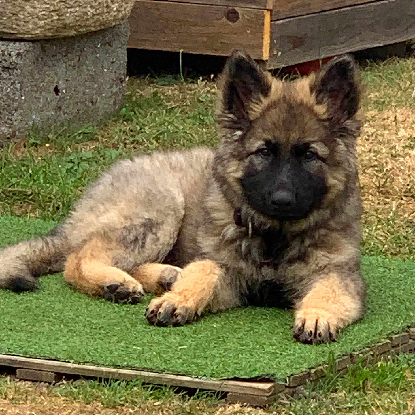 Bunker a rejoint le concours — aidez-le/la à gagner de superbes lots ! puppy, dog, grass, greenery, outdoor, backyard, pet, young_dog, fur, ears, face, lying_down, animal, nature, wood, planter, collar, cute, domestic_animal, resting