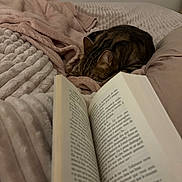 Nugget participe au concours pour gagner de l'argent avec cette photo : cat, tabby_cat, sleeping, blanket, bed, cozy, book, reading, soft_texture, indoor, resting, feline, comfort, domestic_animal, relaxation, warm, fur, close_up, quiet, peaceful