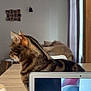 Nugget a rejoint le concours — aidez-le/la à gagner de superbes lots ! tabby_cat, cat, indoor, wooden_table, laptop, living_room, curtains, photo_collage, furniture, domestic_animal, pet, side_view, striped_fur, calm, home_interior, technology, screen, relaxation, cozy, daylight
