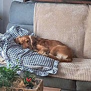 Milo a rejoint le concours — aidez-le/la à gagner de superbes lots ! blanket, brown_dog, checkered_pattern, couch, cozy, dog, furniture, home, indoor, living_room, peaceful, pet, pillow, plants, red_peppers, relaxation, resting, sleeping, soft_texture, wooden_planter