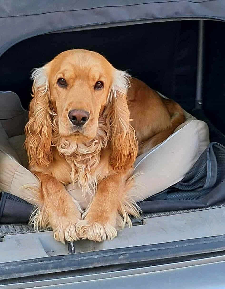 Milo participe au concours pour gagner de l'argent avec cette photo : dog, golden_retriever, pet_bed, car_trunk, animal, canine, fur, long_ears, paw, resting, indoors, vehicle, cute, mammal, companion_animal, relaxed, looking_at_camera, brown_fur, curly_fur, domestic_animal