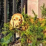 Milo participe au concours pour gagner de l'argent avec cette photo : dog, golden_retriever, bushes, greenery, garden, outdoor, fence, stone_wall, pet, animal, curious, nature, daylight, plants, canine, portrait, face, watching, snout, ears