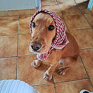 Milo participe au concours pour gagner de l'argent avec cette photo : dog, puppy, golden_retriever, indoor, tiled_floor, cloth, scarf, looking_up, cute, pet, animal, brown_fur, sitting, ears, nose, paws, floor_tiles, cozy, adorable, portrait