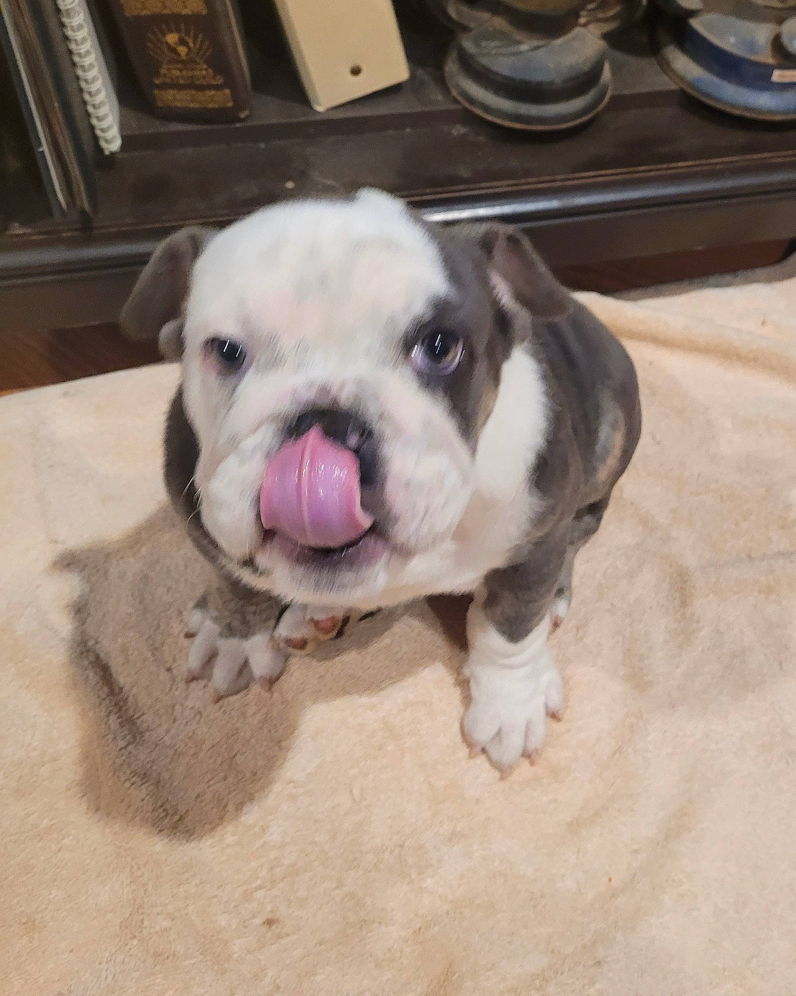 Missy joined the competition — help win amazing prizes! canidae, carnivore, comfort, companion_dog, dog, dog_breed, dog_collar, ear, fawn, flooring, fur, paw, snout, sporting_group, tableware, terrestrial_animal, toy_dog, whiskers, working_animal, wrinkle