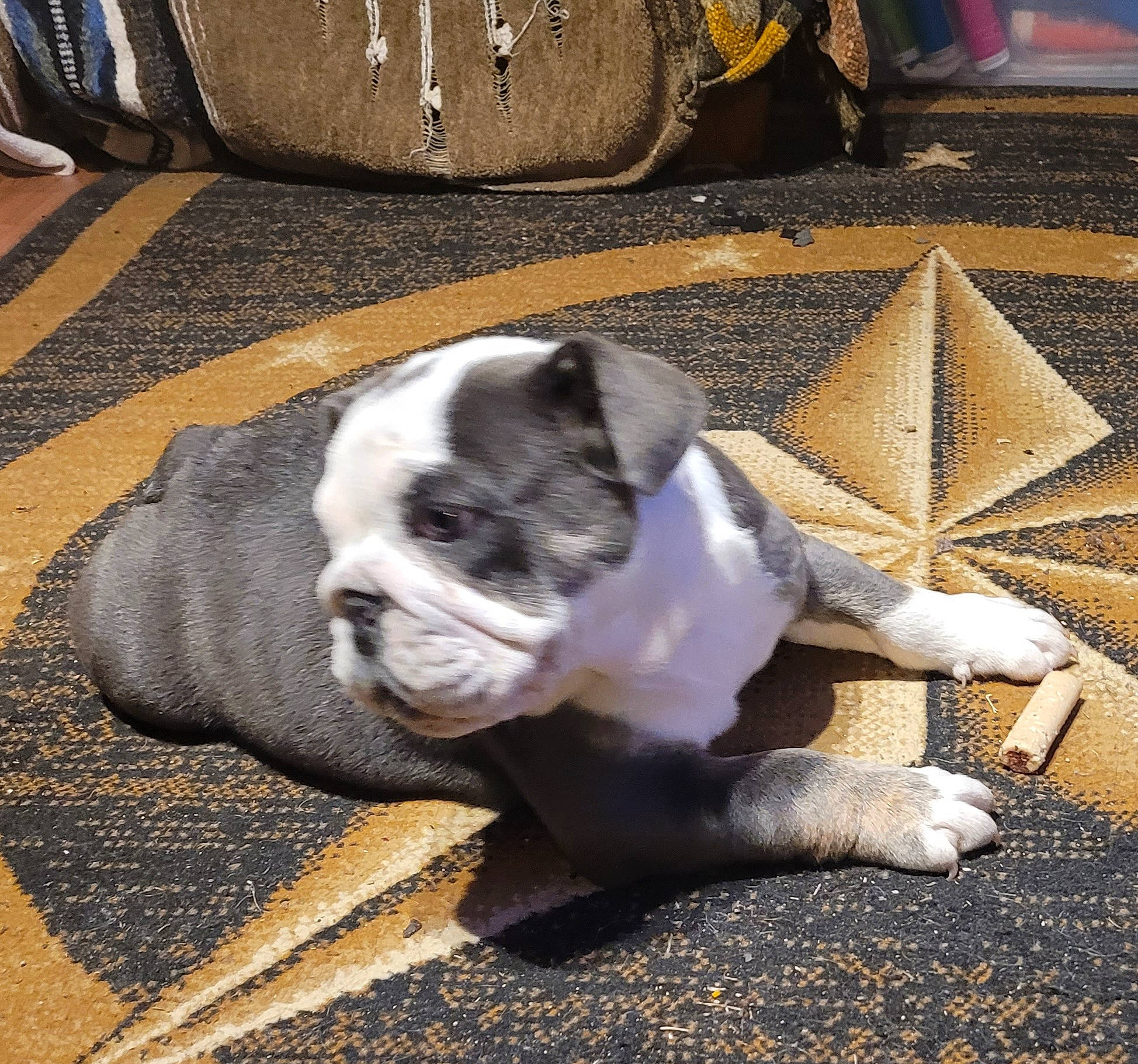 Missy joined the competition — help win amazing prizes! bulldog, carnivore, comfort, companion_dog, couch, dog, dog_breed, fawn, floor, flooring, grey, hardwood, linens, paw, snout, tail, toy_dog, wood, working_animal, wrinkle