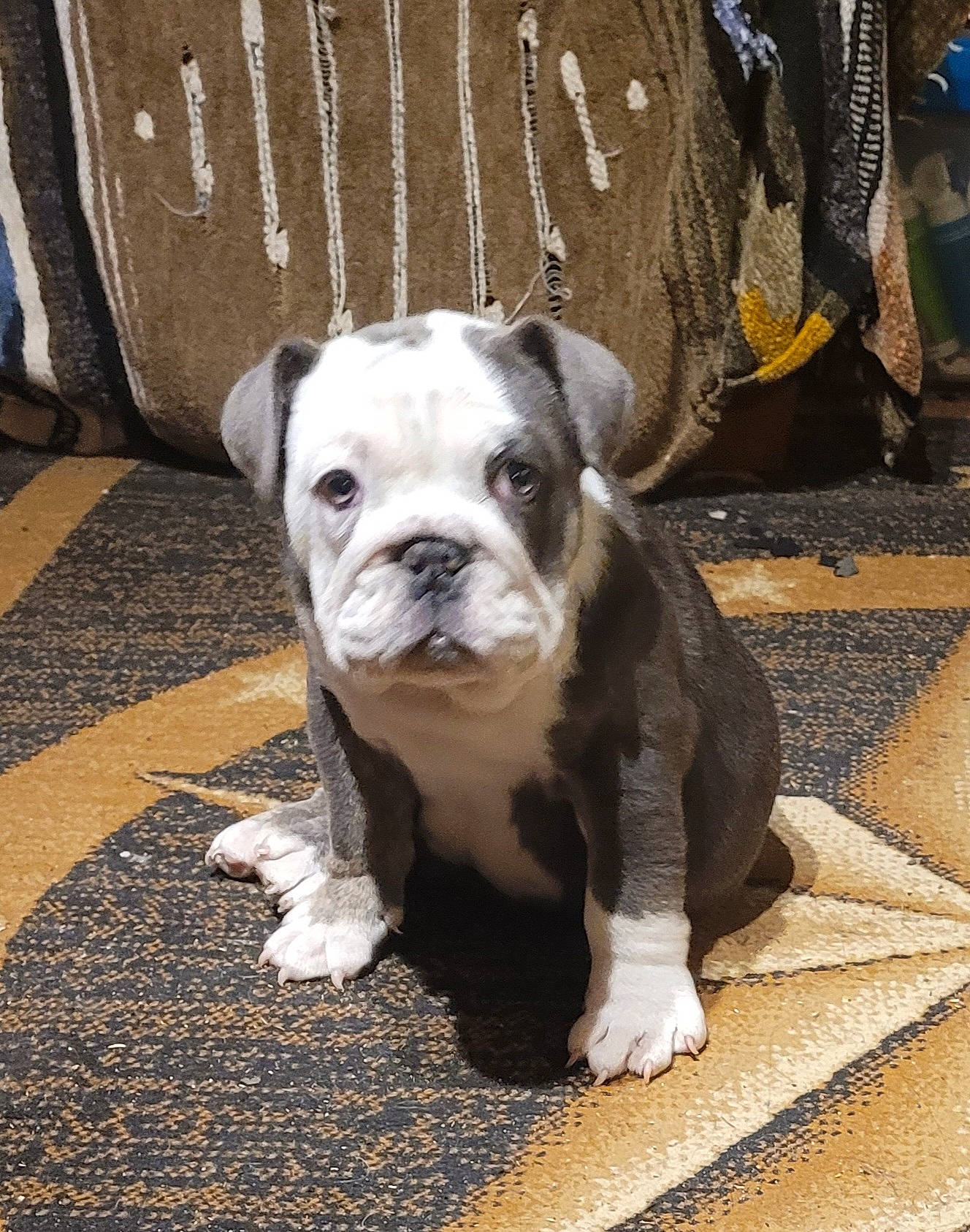 Missy joined the competition — help win amazing prizes! bulldog, canidae, carnivore, collar, companion_dog, dog, dog_breed, dog_collar, fawn, fur, molosser, non_sporting_group, snout, sporting_group, terrestrial_animal, toy_dog, whiskers, white_english_bulldog, working_animal, wrinkle