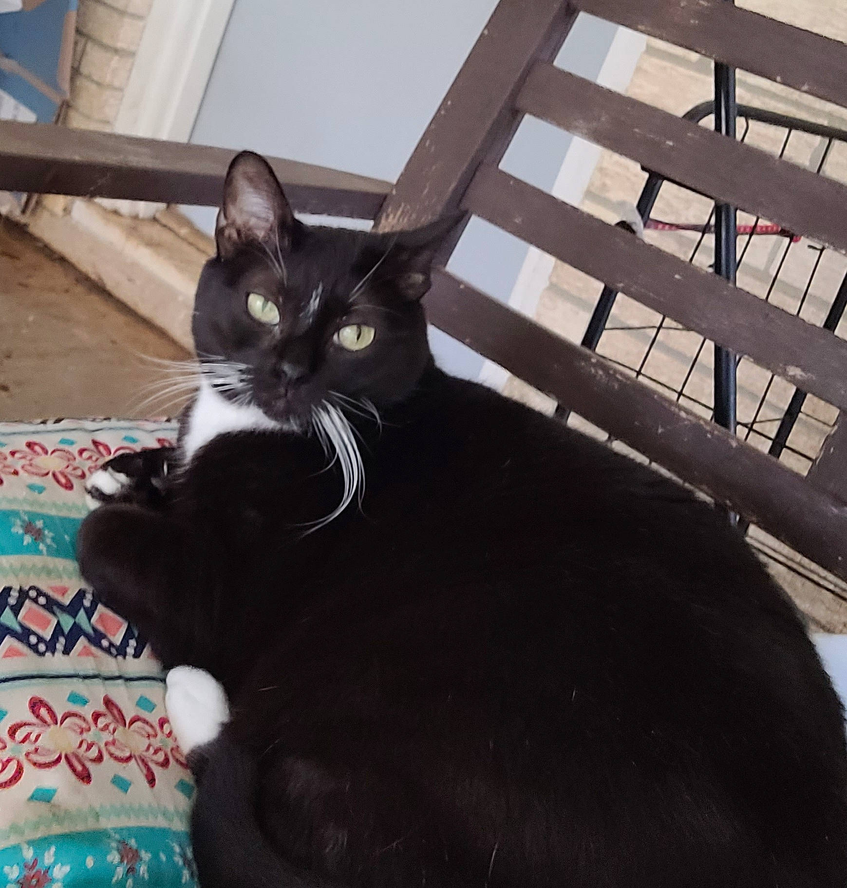 Felix joined the competition — help win amazing prizes! black_cat, carnivore, cat, comfort, domestic_short_haired_cat, felidae, fur, grey, metal, paw, sitting, small_to_medium_sized_cats, snout, tail, whiskers, window, wood