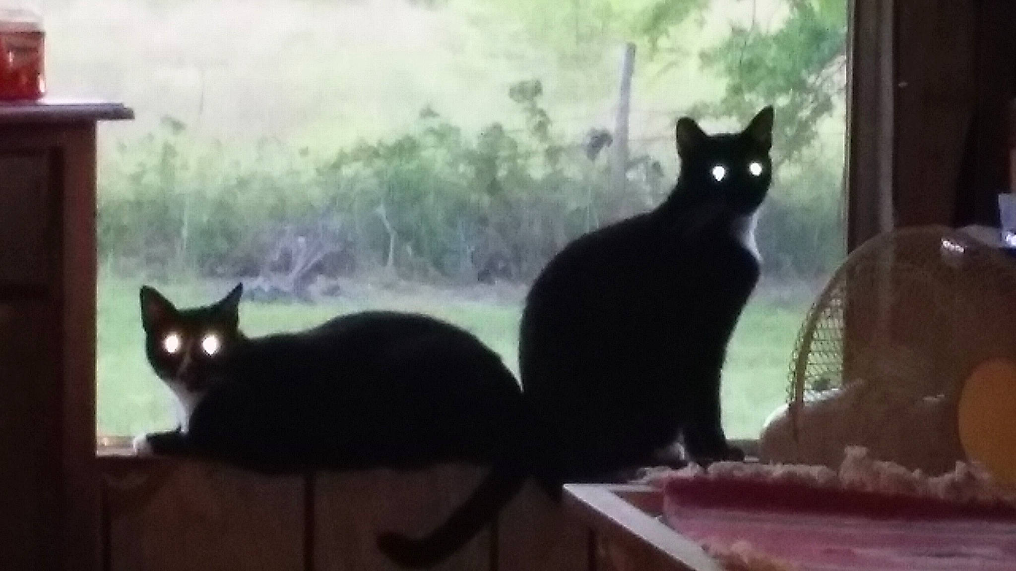 Felix The Cat joined the competition — help win amazing prizes! black_cat, bombay, carnivore, cat, felidae, fur, grass, light, mammal, plant, shadow, small_to_medium_sized_cats, snout, tail, terrestrial_animal, tints_and_shades, tree, vertebrate, whiskers, window