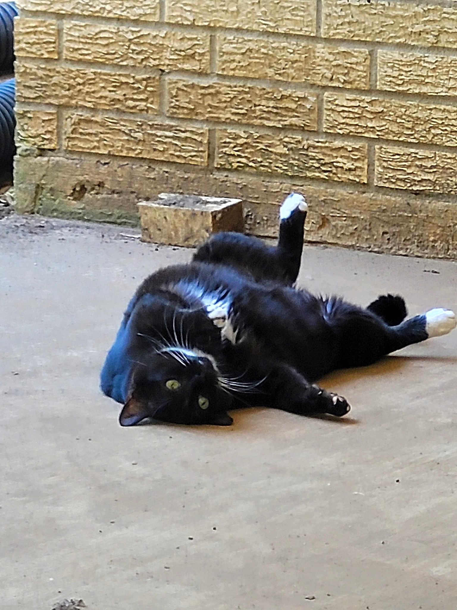 Felix The Cat