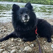 Kiko a rejoint le concours — aidez-le/la à gagner de superbes lots ! dog, black_dog, river, rocks, outdoor, nature, water, collar, pet, animal, fur, leash, resting, scenic, landscape, grass, trees, canine, side_view, daylight