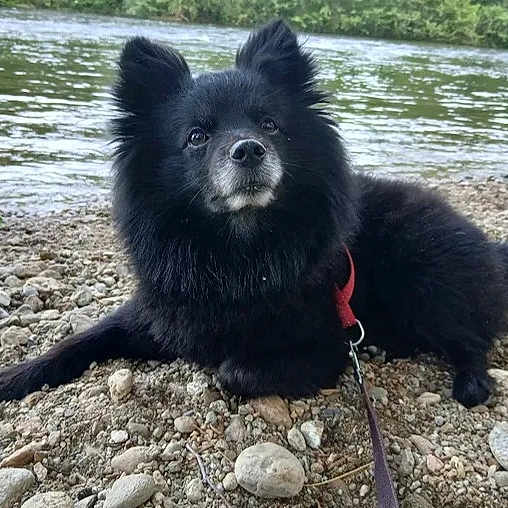 Kiko a rejoint le concours — aidez-le/la à gagner de superbes lots ! dog, black_dog, river, rocks, outdoor, nature, water, collar, pet, animal, fur, leash, resting, scenic, landscape, grass, trees, canine, side_view, daylight