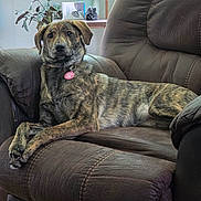 Millie Jean is registered to the contest to win money with this photo: dog, brindle, recliner, brown_furniture, pet, indoor, living_room, plant, table, collar, tag, relaxed, seated, fur, canine, home, domestic_animal, looking_at_camera, comfortable, portrait