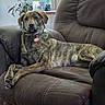 dog, brindle, recliner, brown_furniture, pet, indoor, living_room, plant, table, collar, tag, relaxed, seated, fur, canine, home, domestic_animal, looking_at_camera, comfortable, portrait