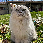 Chamallow participe au concours pour gagner de l'argent avec cette photo : cat, fluffy, flower_crown, daisies, grass, garden, outdoor, sunny, nature, pet, animal, cute, close_up, spring, greenery, portrait, whiskers, ears, feline, relaxed