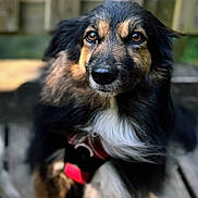Melba participe au concours pour gagner de l'argent avec cette photo : dog, animal, pet, outdoor, wooden_deck, leash, harness, fur, portrait, close_up, black_nose, brown_eyes, fluffy, sitting, nature, daylight, wood, canine, cute, attentive