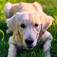 Molly participe au concours pour gagner de l'argent avec cette photo : dog, golden_retriever, puppy, grass, outdoor, nature, animal, pet, canine, fur, cute, lying_down, greenery, summer, young_dog, closeup, portrait, adorable, sunlight, playful