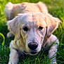 dog, golden_retriever, puppy, grass, outdoor, nature, animal, pet, canine, fur, cute, lying_down, greenery, summer, young_dog, closeup, portrait, adorable, sunlight, playful