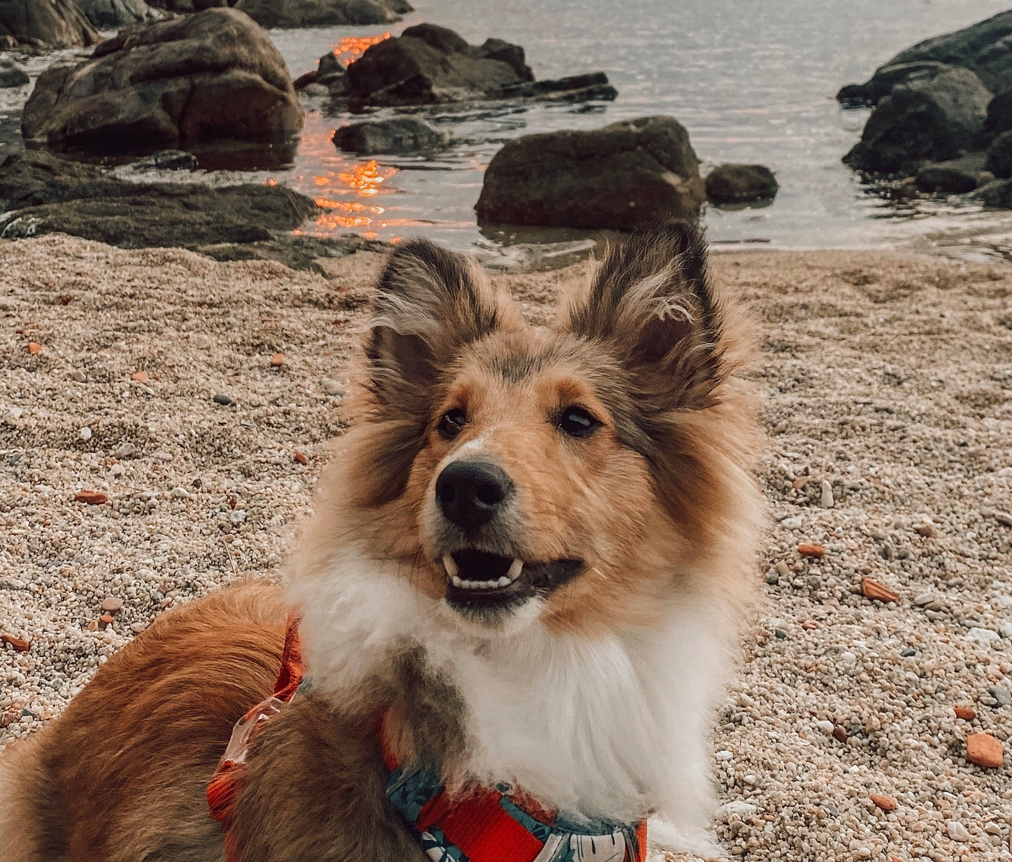 Skye participe au concours pour gagner de l'argent avec cette photo : beach, carnivore, collar, companion_dog, dog, dog_breed, dog_collar, fawn, fur, herding_dog, landscape, leash, rock, scotch_collie, small_terrier, snout, sporting_group, terrier, water, wood