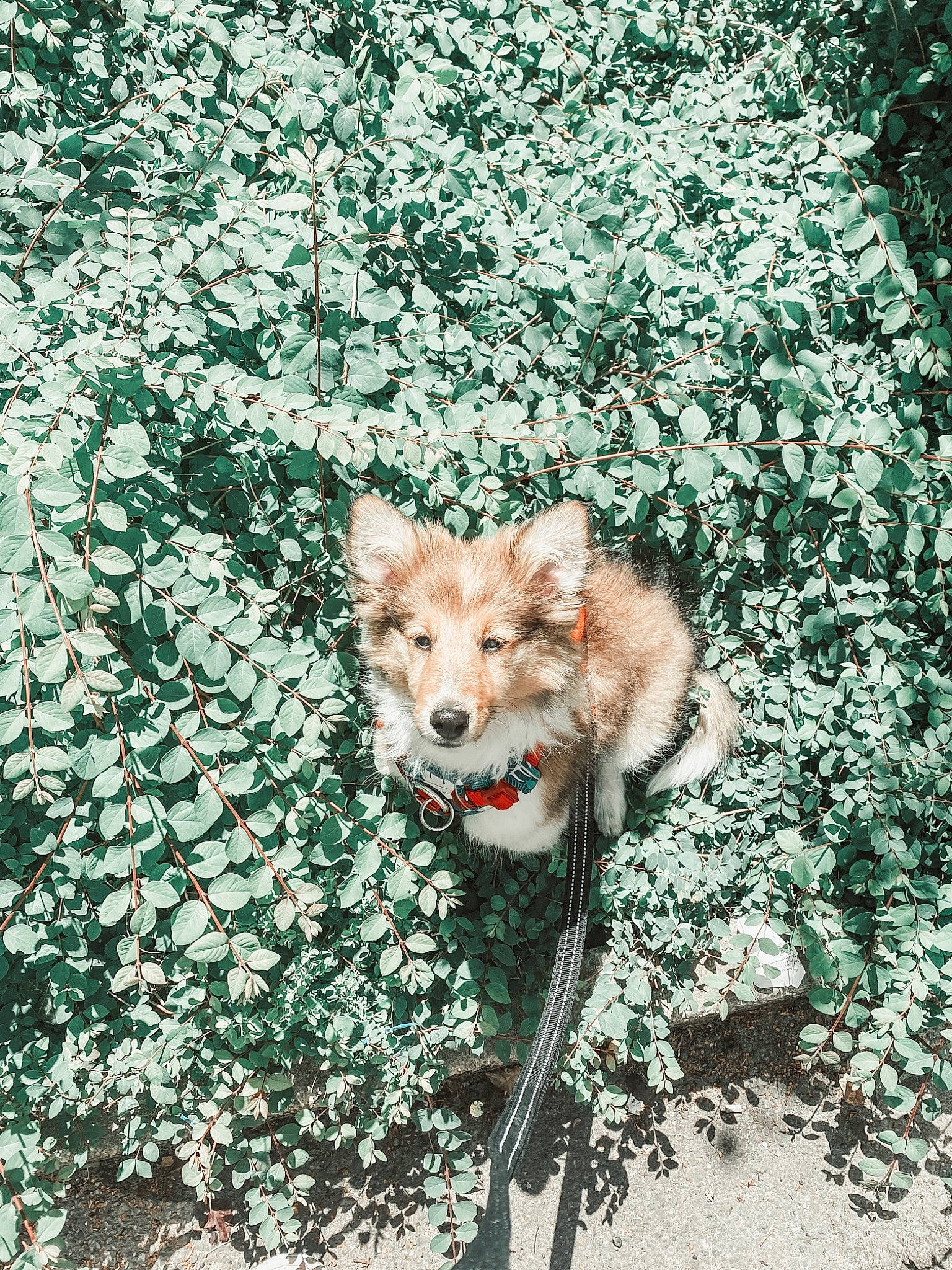 Skye a rejoint le concours — aidez-le/la à gagner de superbes lots ! art, canidae, canis, carnivore, dog_breed, fawn, fox, fur, grass, illustration, organism, pattern, plant, road_surface, snout, soil, tail, terrestrial_animal, tree, whiskers