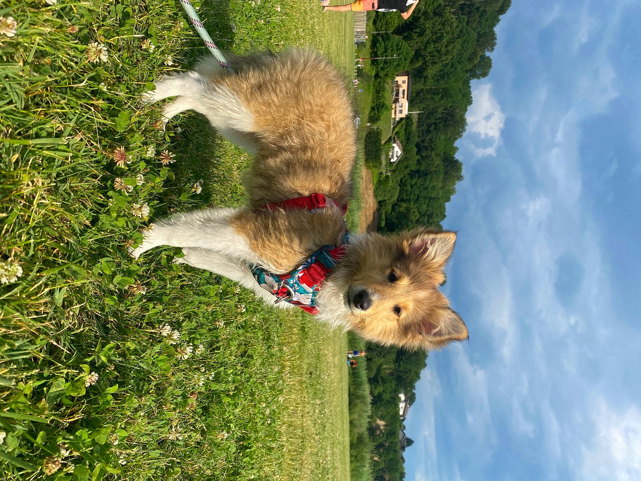 Skye a rejoint le concours — aidez-le/la à gagner de superbes lots ! beak, carnivore, cloud, fawn, felidae, fox_squirrel, grass, grey_squirrel, nature, opossum, plant, possum, rodent, sky, snout, tail, tree, trunk, virginia_opossum, water