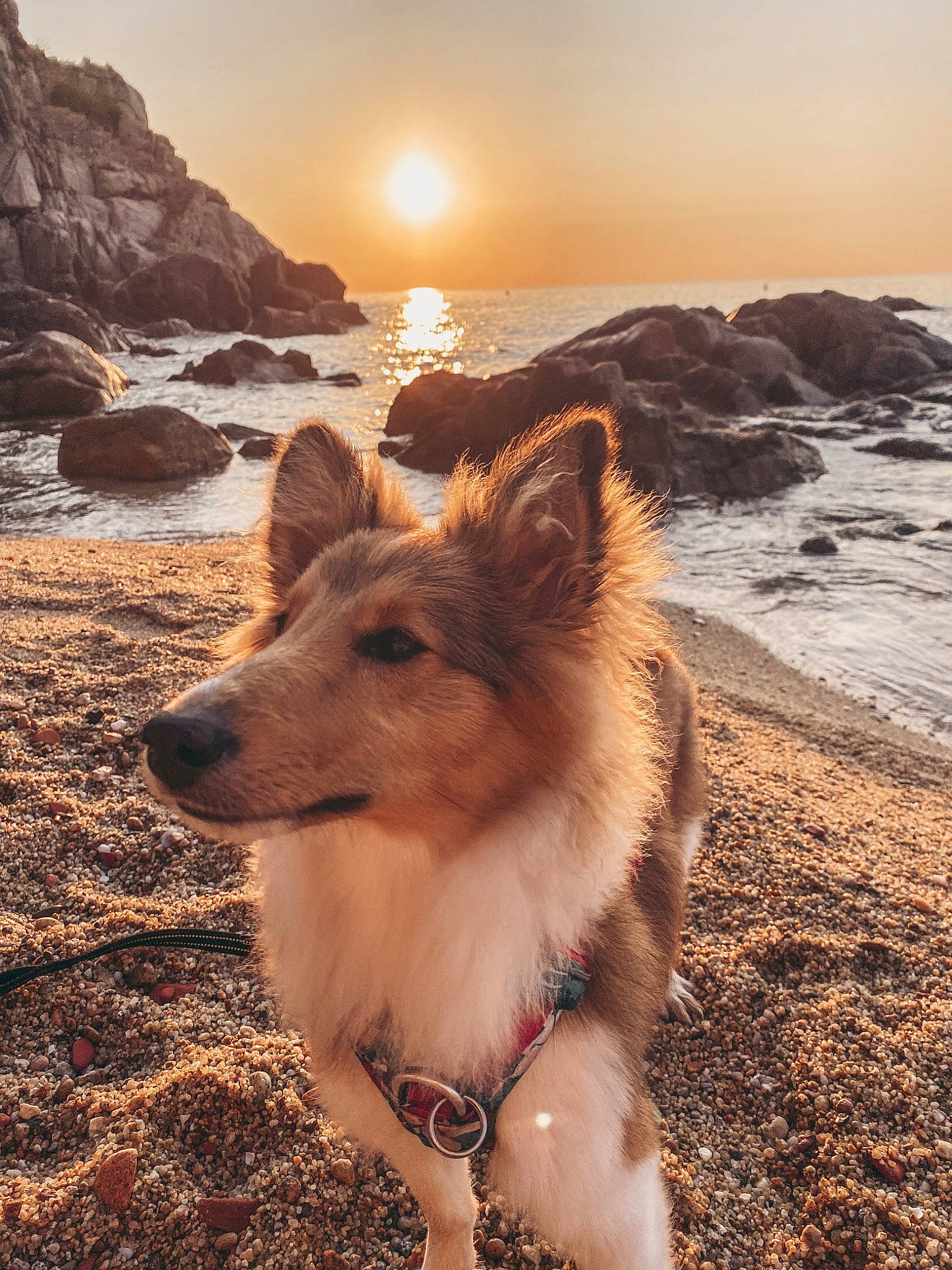 Skye participe au concours pour gagner de l'argent avec cette photo : beach, calm, carnivore, companion_dog, dog, dog_breed, fawn, happy, horizon, landscape, light, morning, people_in_nature, sky, sporting_group, sunlight, sunrise, sunset, water, wind_wave