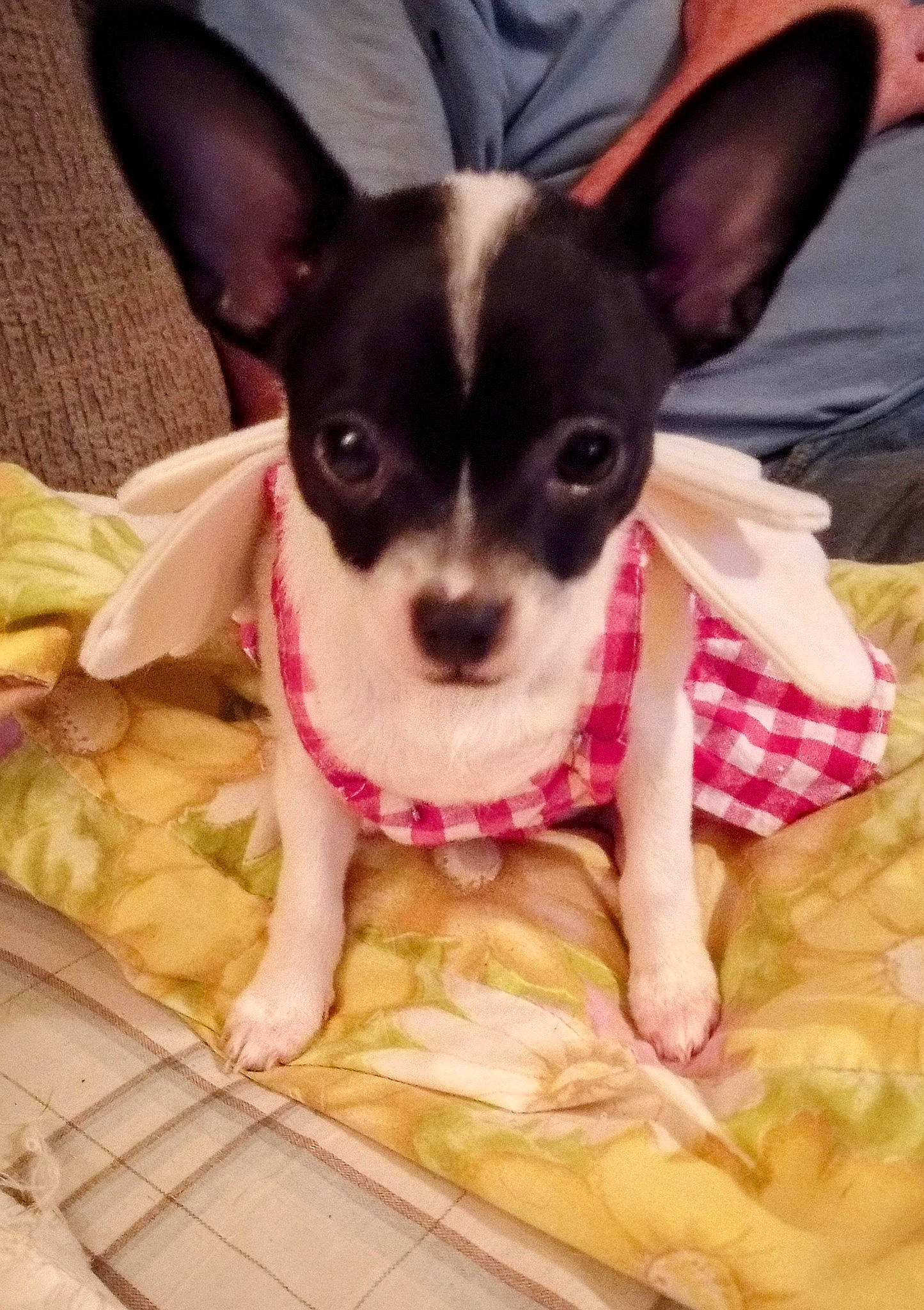 Sue joined the competition — help win amazing prizes! canidae, carnivore, chihuahua, comfort, companion_dog, corgi_chihuahua, dog, dog_breed, dog_supply, ear, eye, fawn, pattern, pink, russkiy_toy, snout, sporting_group, toy_dog, whiskers, working_animal