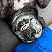 Aikley is registered to the contest to win money with this photo: dog, canine, upside_down, teeth, grin, nose, fur, portrait, pet, couch, blue_shorts, close_up, lying_down, happy, funny, whiskers, old_dog, snout, indoor, companion