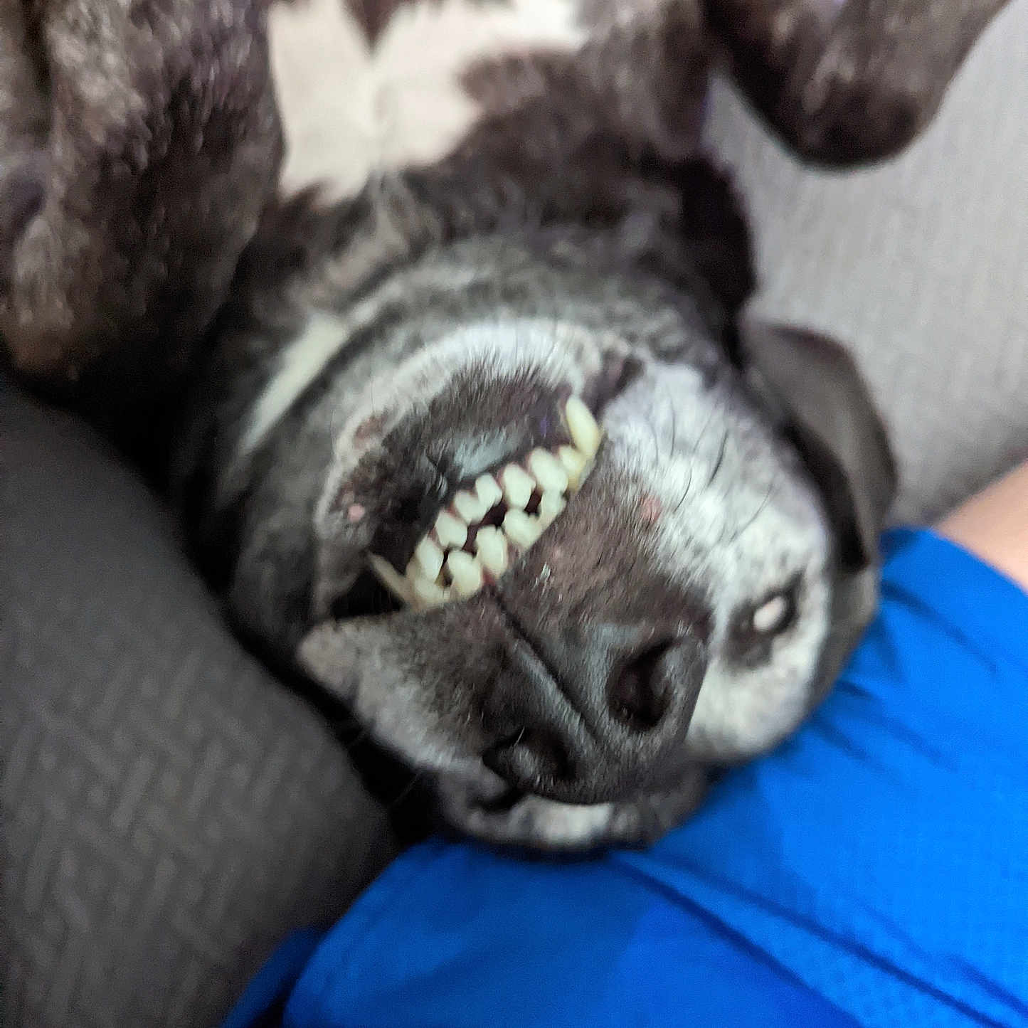 Aikley is registered to the contest to win money with this photo: blue_shorts, canine, close_up, companion, couch, dog, funny, fur, grin, happy, indoor, lying_down, nose, old_dog, pet, portrait, snout, teeth, upside_down, whiskers