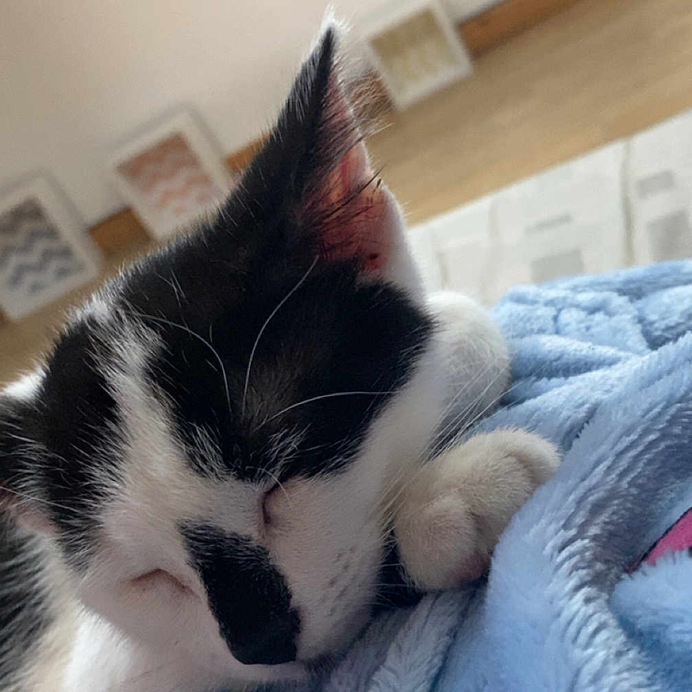 Milo