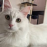 Simba a rejoint le concours — aidez-le/la à gagner de superbes lots ! animal, bed, cat, cat_tree, close_up, curious, cute, domestic_animal, fluffy, fur, furniture, green_eyes, home, indoor, mammal, pet, pink_nose, relaxed, whiskers, white_cat