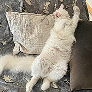 Simba a rejoint le concours — aidez-le/la à gagner de superbes lots ! animal, blanket, cat, comfort, cozy, cute, feline, fluffy, fur, home, indoor, lying_down, paw, pet, pillow, relaxed, resting, sleeping, soft, white_cat