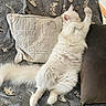 animal, blanket, cat, comfort, cozy, cute, feline, fluffy, fur, home, indoor, lying_down, paw, pet, pillow, relaxed, resting, sleeping, soft, white_cat