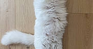 Simba participe au concours pour gagner de l'argent avec cette photo : animal, cat, cozy, cute, domestic_cat, feline, fluffy, fur, indoor, lying_down, paws, pet, quiet, relaxed, resting, sleeping, tail, whiskers, white_cat, wooden_floor